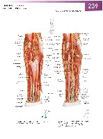 Sobotta Atlas of Human Anatomy  Head,Neck,Upper Limb Volume1 2006, page 246